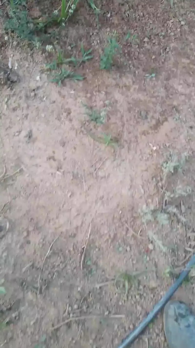 Offline Daddy_capixaba on Cam4