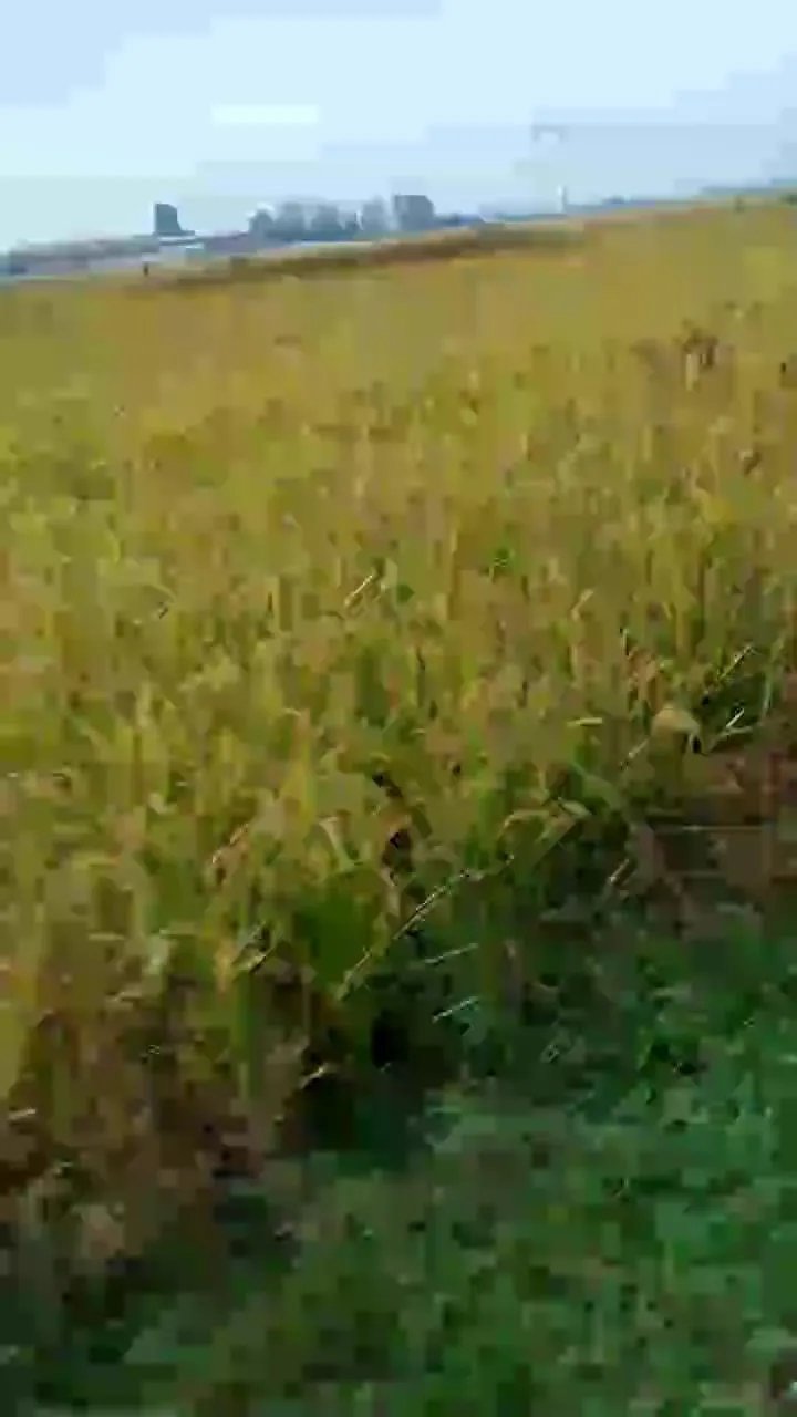 Offline luxxuriax on Cam4