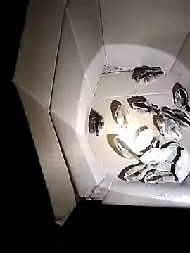 Private soope-00 on StripChat